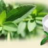 Codex aprueba marco global para la producción de stevia: