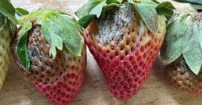 Strategies for Effective Management of Botrytis and Anthracnose Fruit Rot  in Strawberries