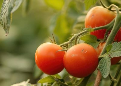 Egipto: caída de precios locales impulsa las exportaciones de productos con tomate industrializado