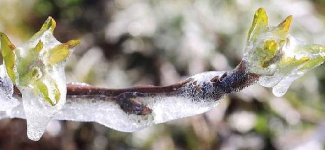 Grecia/Pella: heladas recientes provocaron pérdidas del 80% en cultivos de duraznos, nectarines, cerezas y ciruelas