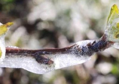 Grecia/Pella: heladas recientes provocaron pérdidas del 80% en cultivos de duraznos, nectarines, cerezas y ciruelas