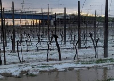 Italia: tormentas y granizo golpean importantes zonas productoras de carozos y otras frutas en el norte del país