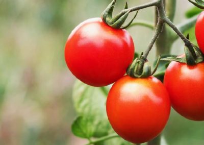 WPTC: Estimación de cosecha de tomate industrial señala una caída de 11% en el volumen respecto a 2024