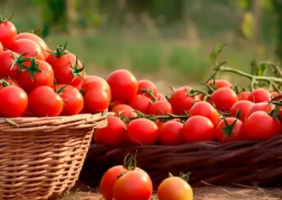 Tomate Industrial: Principales empresas mundiales procesaron 30 millones de toneladas en 2024