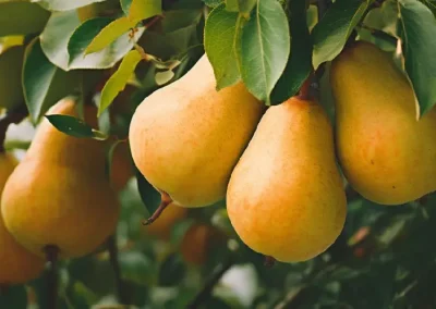 EE.UU/Peras: Heladas en Oregon y Washington provocarán reducción del 31% en la cosecha