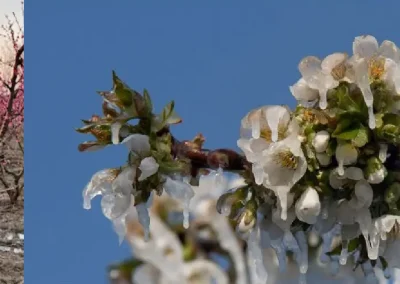 Grecia: 57.000 acres con pérdida total para duraznos y nectarines en Pella por heladas