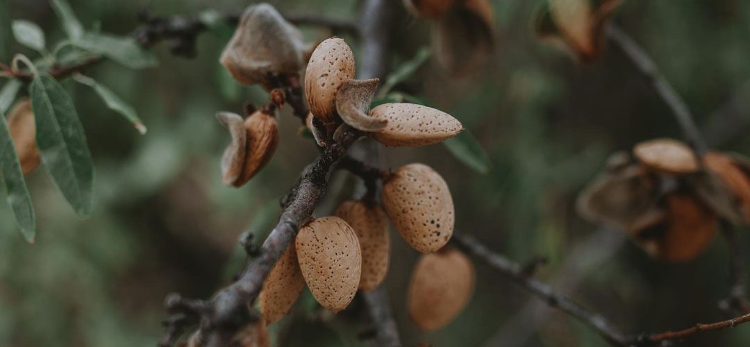 Almendras/España: Se recuperan precios por alza de la demanda europea