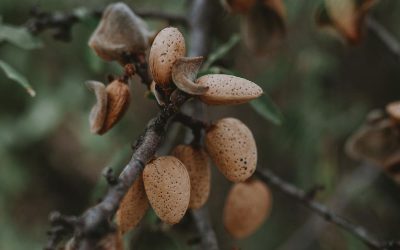 Almendras/España: Se recuperan precios por alza de la demanda europea