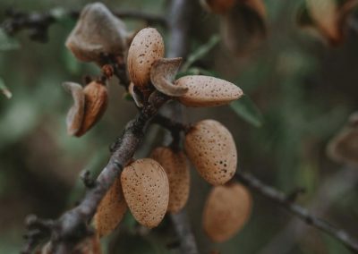 Almendras/España: Se recuperan precios por alza de la demanda europea