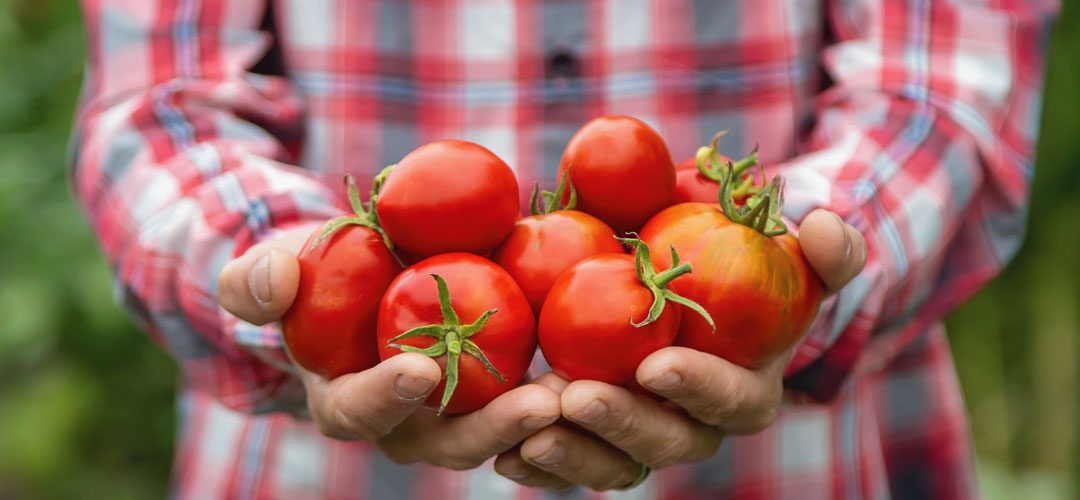 California/EE.UU: Se interrumpen subsidios agrícolas por nuevas medidas emitidas por Donald Trump