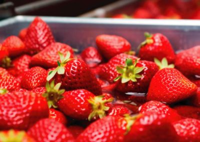 Panorama de la frutilla en principales productores de la Unión Europea