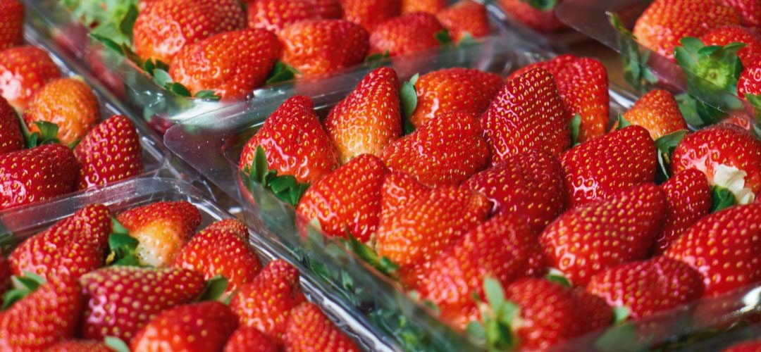 España/Huelva: Mal tiempo reduce en 10%-15% la oferta de frutillas