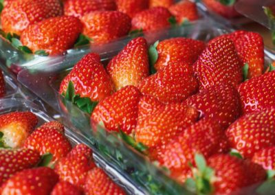 España/Huelva: Mal tiempo reduce en 10%-15% la oferta de frutillas