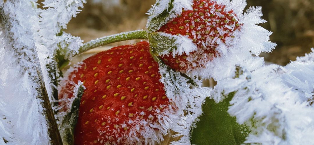 Polonia: ola de heladas de hasta -20° dañaron cultivos de frutillas en todo el país