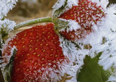 Polonia: ola de heladas de hasta -20° dañaron cultivos de frutillas en todo el país