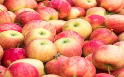Polonia: se estabilizan precios de las manzanas para la industria