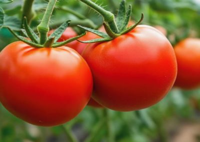 WPTC/Tomate industrial: Actualización de cosecha para países del hemisferio sur al 10 de marzo 2025