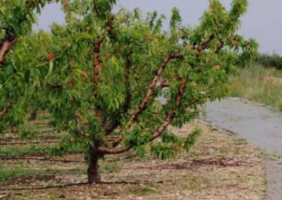 España/Valencia: ASAJA señala que 8.500 hectáreas de carozos principalmente fueron arrasadas por granizo