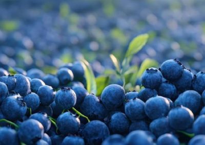 Arándanos/Marruecos: superficie alcanza cerca de 7 mil hectáreas y se estima que las exportaciones crecerán 20% en 2025
