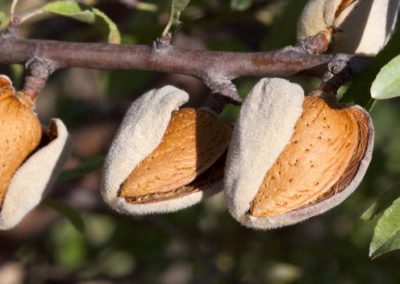 California/Almendras: ligero aumento de la superficie cultivada de acuerdo a último reporte de abril