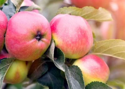 Polonia/Manzanas: se estima una reducción del 22% del stock para esta temporada