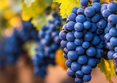 Perú por segundo año consecutivo lidera las exportaciones mundiales de uvas y alcanzaron 562 mil toneladas
