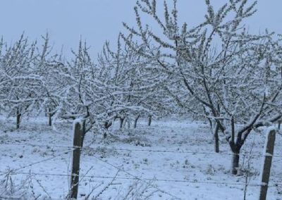 Bulgaria: Peores heladas en 20 años asolan frutales y cultivos