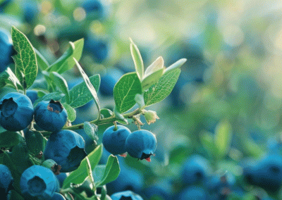 Singapur: aumentan importaciones de arándanos por aumento de consumidores de snacks saludables