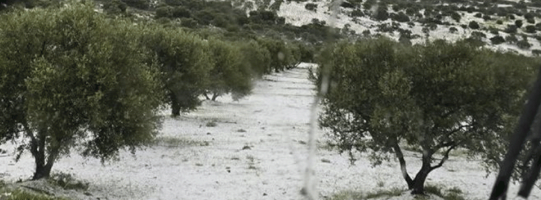 Grecia: Tercera ronda de granizos destruyó hasta el 100% de las producciones de duraznos y otros cultivos en Imathia, Creta y otras regiones del país