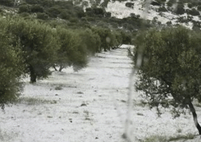 Grecia: Tercera ronda de granizos destruyó hasta el 100% de las producciones de duraznos y otros cultivos en Imathia, Creta y otras regiones del país