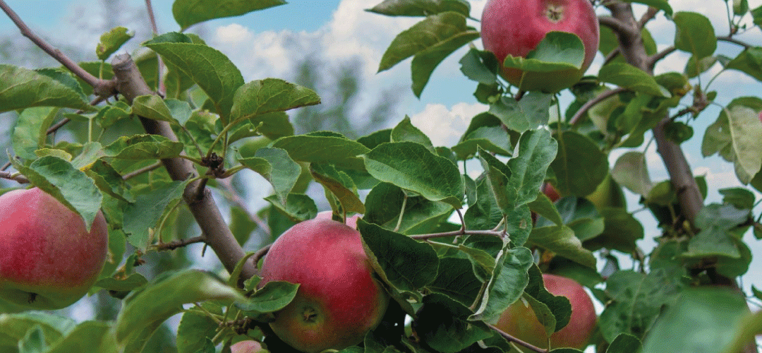 Francia: hasta un 30% se podría reducir la cosecha por plaga de pulgón rosado del manzano