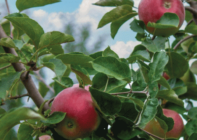 Francia: hasta un 30% se podría reducir la cosecha por plaga de pulgón rosado del manzano