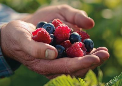 Huelva/Berries: 98% del arándano y 78% de la frutilla se genera bajo el sistema de producción integrada