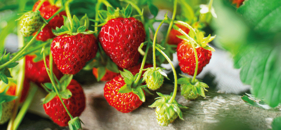 Frutillas/Marruecos: Superficie se reduce 38% en los últimos 3 años por la caída de rentabilidad