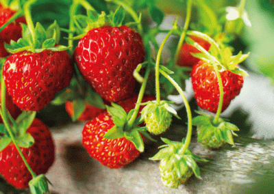 Frutillas/Marruecos: Superficie se reduce 38% en los últimos 3 años por la caída de rentabilidad