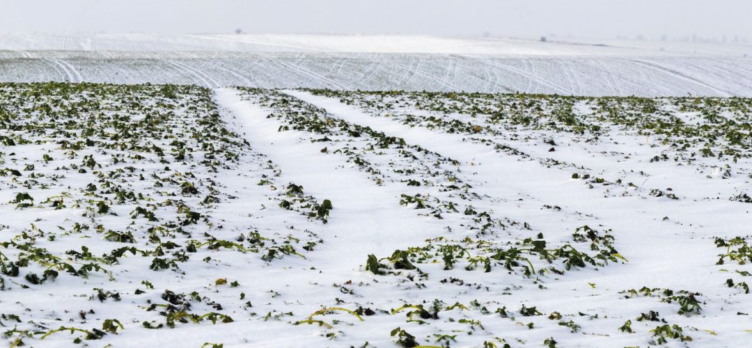 Ucrania: Informe señala graves daños a cultivos de berries y otras frutas en importantes zonas productoras por las recientes heladas