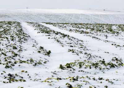 Ucrania: Informe señala graves daños a cultivos de berries y otras frutas en importantes zonas productoras por las recientes heladas