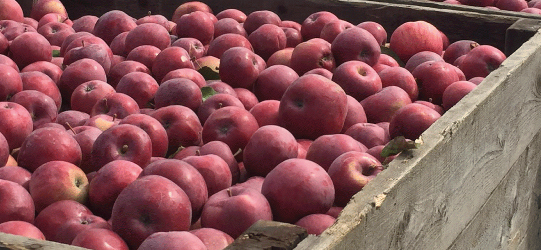 EE.UU: Stock disponible de manzana para procesamiento a Mayo 2025 se reduce 12% respecto a mismo período año anterior