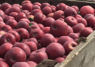 EE.UU: Stock disponible de manzana para procesamiento a Mayo 2025 se reduce 12% respecto a mismo período año anterior