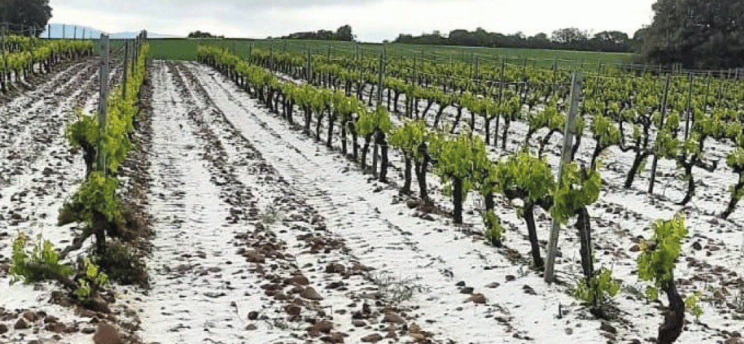 España: Catástrofe en viñedos y otros cultivos de Murcia y Albacete por tormentas de lluvia y granizo