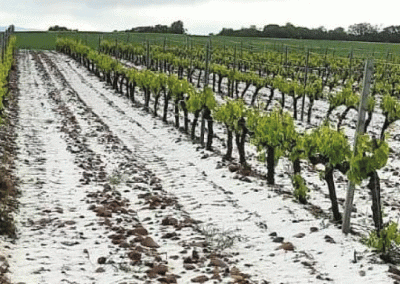 España: Catástrofe en viñedos y otros cultivos de Murcia y Albacete por tormentas de lluvia y granizo