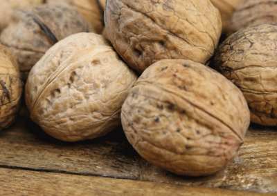EE.UU: exportaciones de nueces con cáscara caen 58% en Enero – Abril 2025