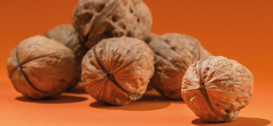 Nueces: Producción mundial 2025/26 crecerá 6% y alcanzará 2,8 billones de toneladas