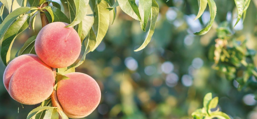 Italia: se reduce 58% la superficie de duraznos entre 2003 – 2024