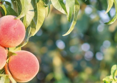 Italia: se reduce 58% la superficie de duraznos entre 2003 – 2024
