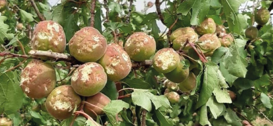 España: Afrucat confirma que el granizó reducirá 8% la cosecha de carozos en Lleida