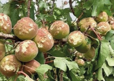 España: Afrucat confirma que el granizó reducirá 8% la cosecha de carozos en Lleida