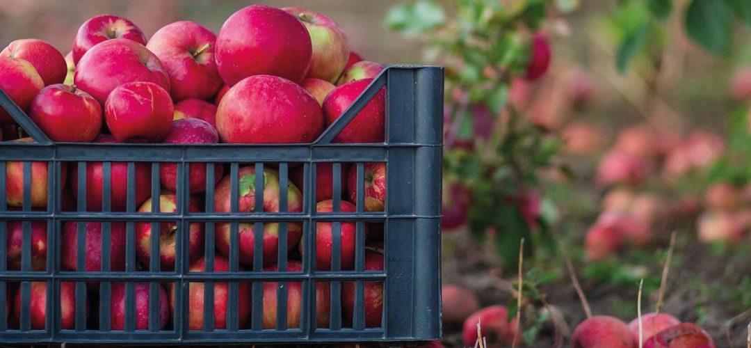 EE.UU/Manzanas: Superficie nacional disminuye 10% en la última década