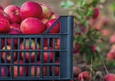 EE.UU/Manzanas: Superficie nacional disminuye 10% en la última década