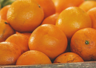 Brasil: pronóstico de cosecha 2025/26 de naranjas se estima en 314,60 millones de cajas